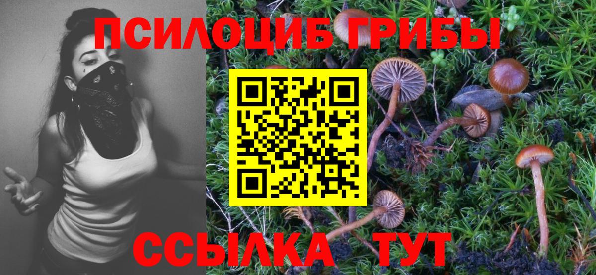 Абакан  Галлюциногенные грибы Cubensis  Вход с VPN 